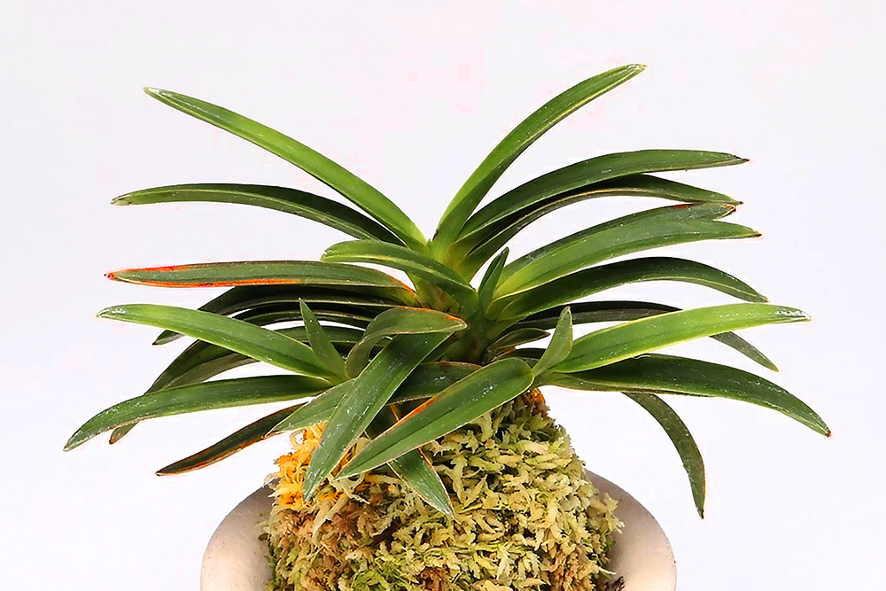 11a22d7fa6030ab2f3ea24a2cca8c673_1761191448_1256.jpg 11a22d7fa6030ab2f3ea24a2cca8c673_1761191448_1256.jpg