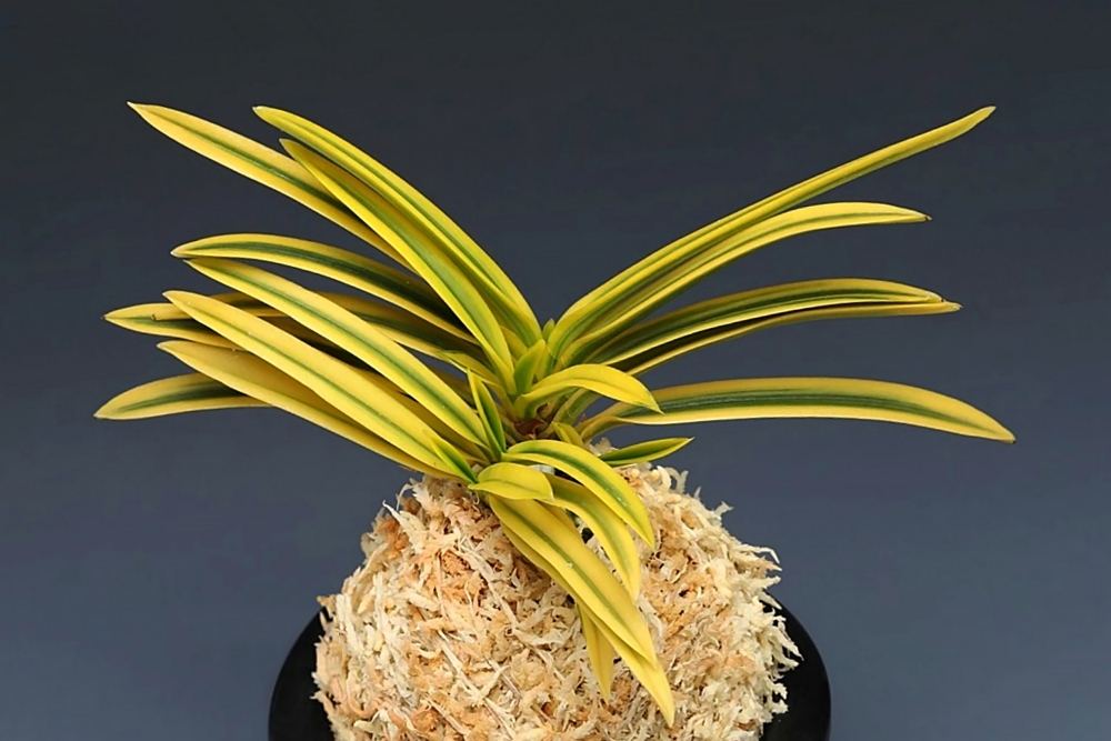 3de01d726ab5c20c984bc43d063dd87d_1760936031_7042.jpg 3de01d726ab5c20c984bc43d063dd87d_1760936031_7042.jpg