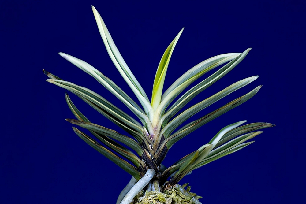 8cc439b2e8caf30ec9dbe9bf0057764b_1761018611_2255.jpg 8cc439b2e8caf30ec9dbe9bf0057764b_1761018611_2255.jpg