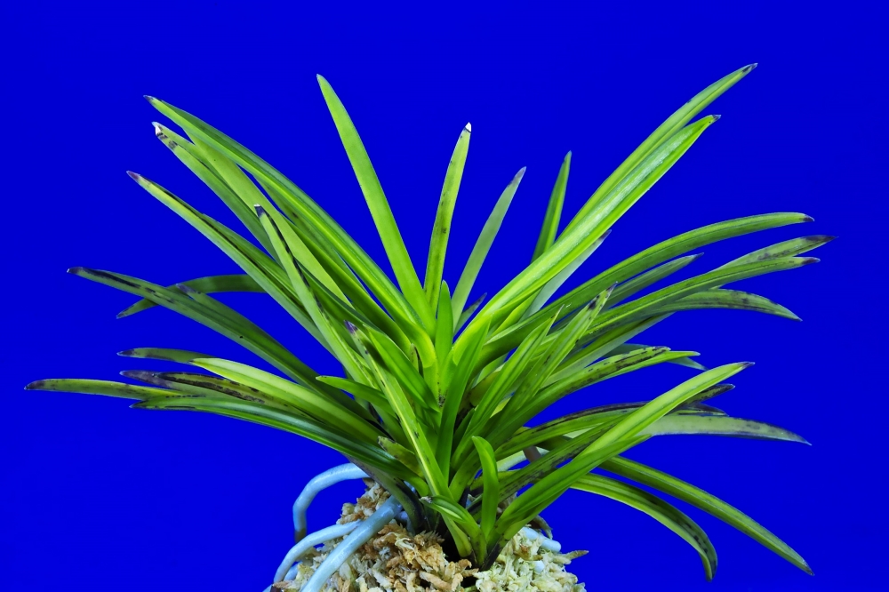 9d6c877ebf04339122577ca87bf1210c_1761625760_5805.jpg 9d6c877ebf04339122577ca87bf1210c_1761625760_5805.jpg