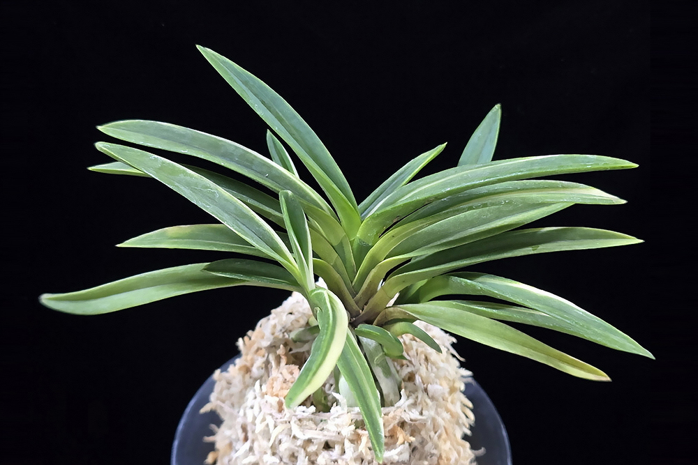 0ad80886d5a0effc8d43afea7e039dfe_1763237351_5507.jpg 0ad80886d5a0effc8d43afea7e039dfe_1763237351_5507.jpg