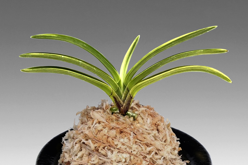 1e6a068de5d8e568f717bb4b8178cd71_1762637163_4061.jpg 1e6a068de5d8e568f717bb4b8178cd71_1762637163_4061.jpg