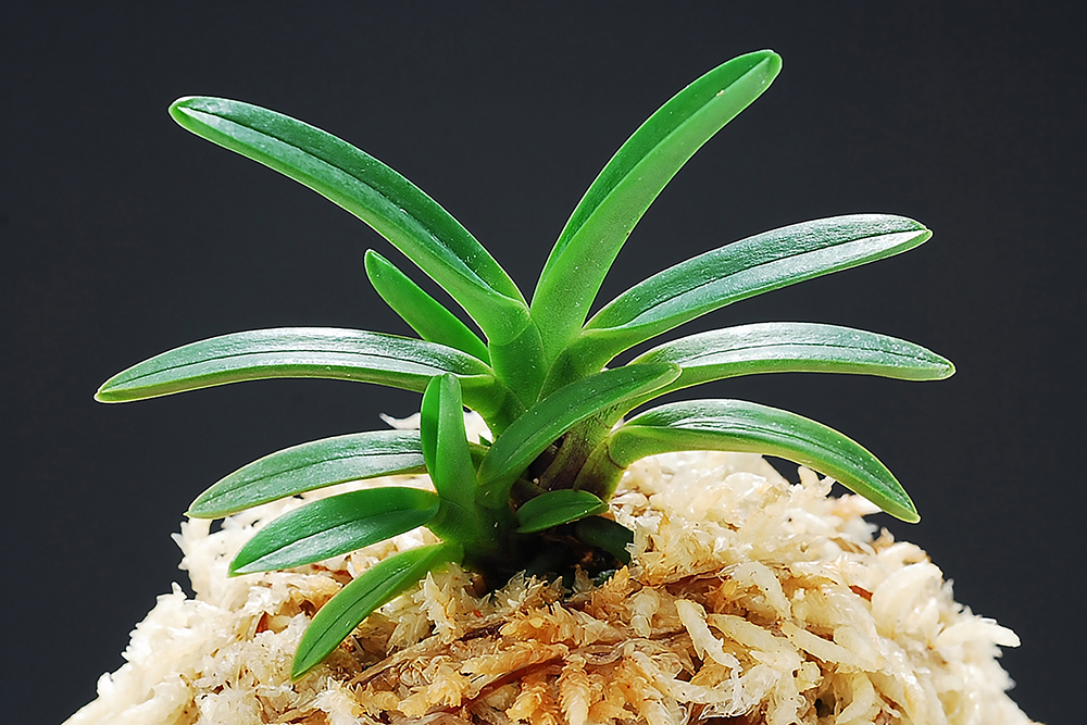 5f1fbc3926564745274bb8928deddebb_1764372639_9327.jpg 5f1fbc3926564745274bb8928deddebb_1764372639_9327.jpg