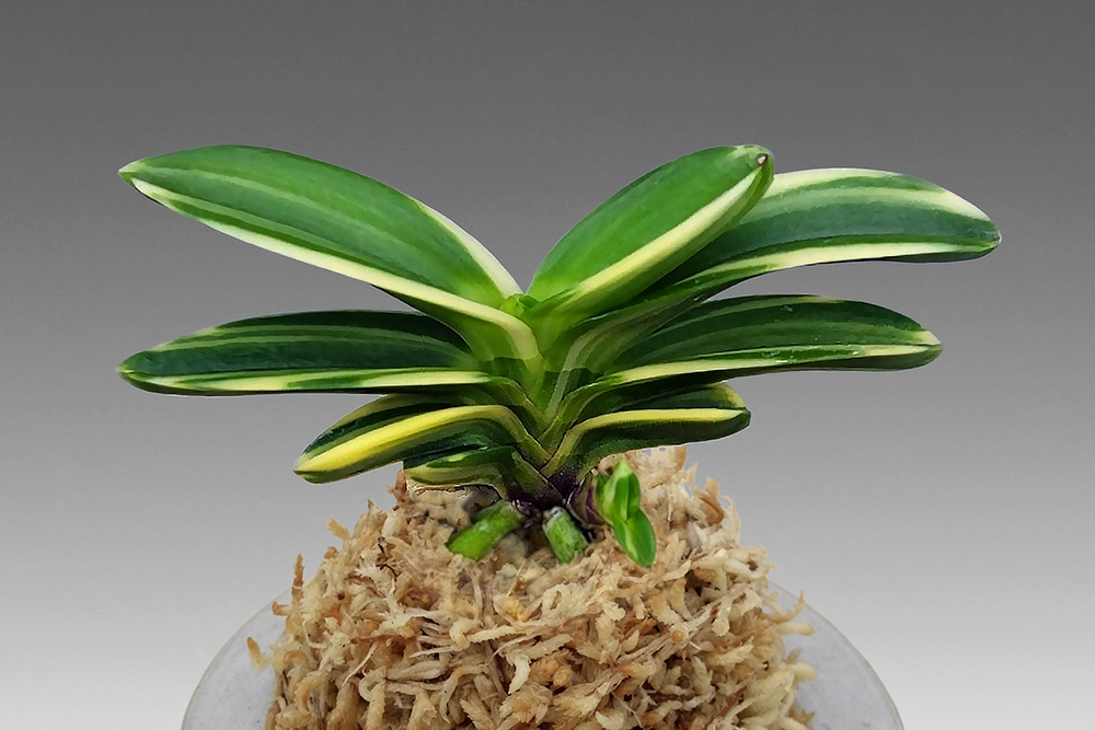 0a5b20ff10efd0a20ac53b7884b994f0_1766005511_8041.jpg 0a5b20ff10efd0a20ac53b7884b994f0_1766005511_8041.jpg