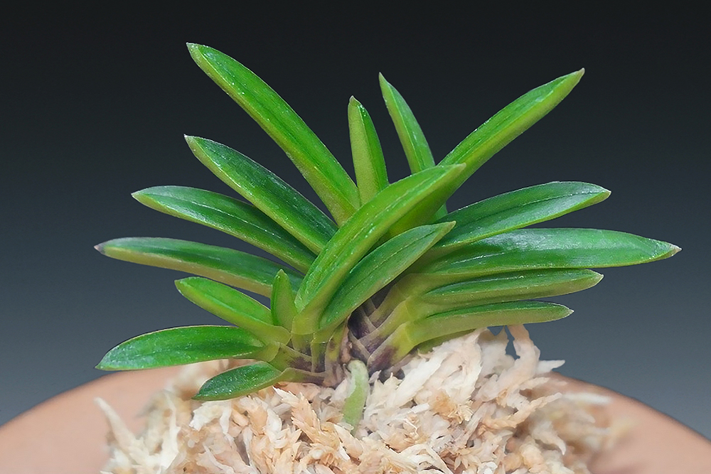 c6845fc07bd9644046831dcfd9c58752_1765187947_5958.jpg c6845fc07bd9644046831dcfd9c58752_1765187947_5958.jpg