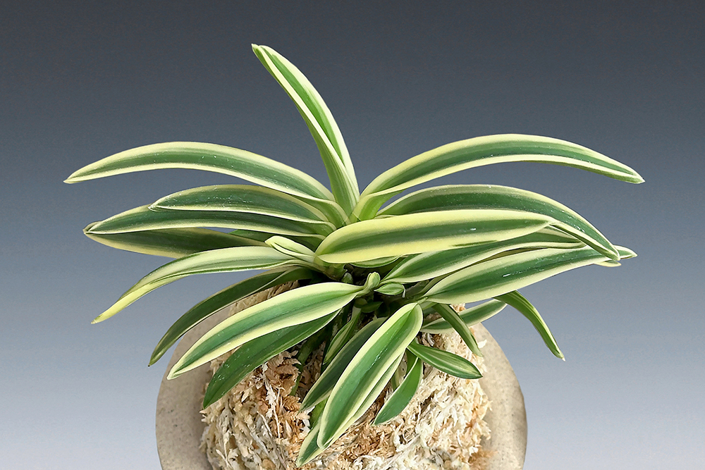 edae3732085fa3064fbf79de1809c002_1765051387_7613.jpg edae3732085fa3064fbf79de1809c002_1765051387_7613.jpg