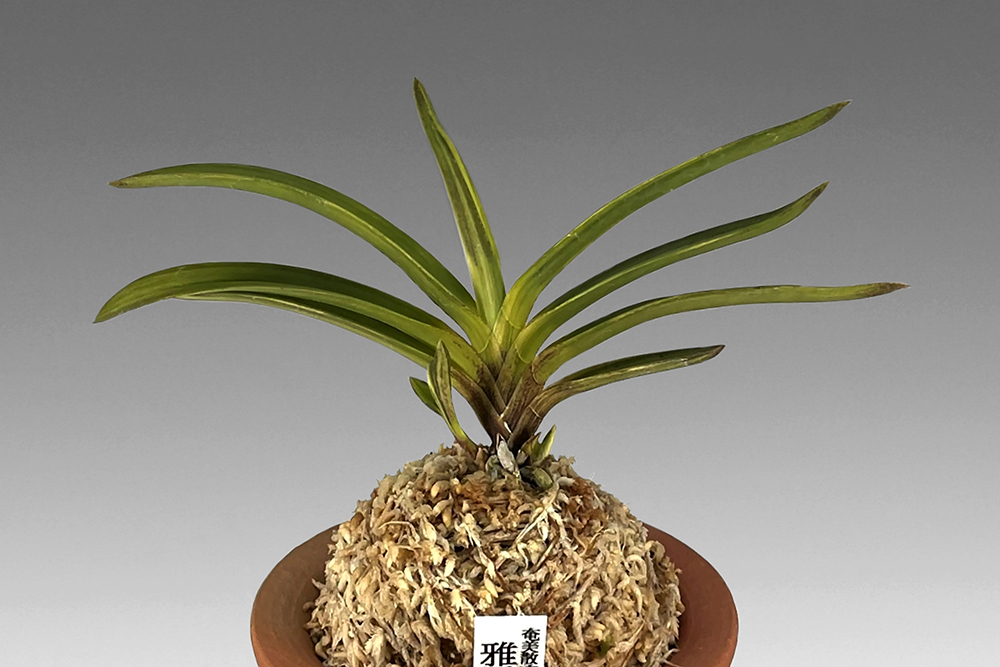 fc25c5a9e28c50f8a6f0293e932381ab_1765658550_1361.jpg fc25c5a9e28c50f8a6f0293e932381ab_1765658550_1361.jpg