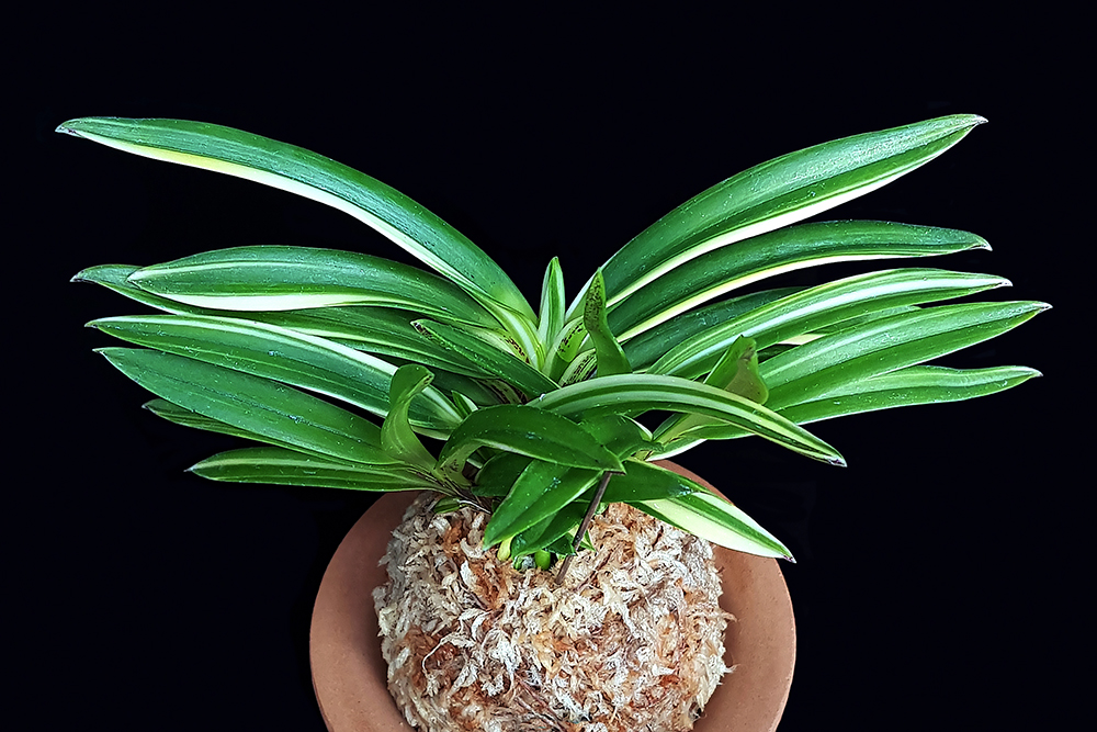 39b405385840e959367a3958e11491cd_1768169387_2092.jpg 39b405385840e959367a3958e11491cd_1768169387_2092.jpg