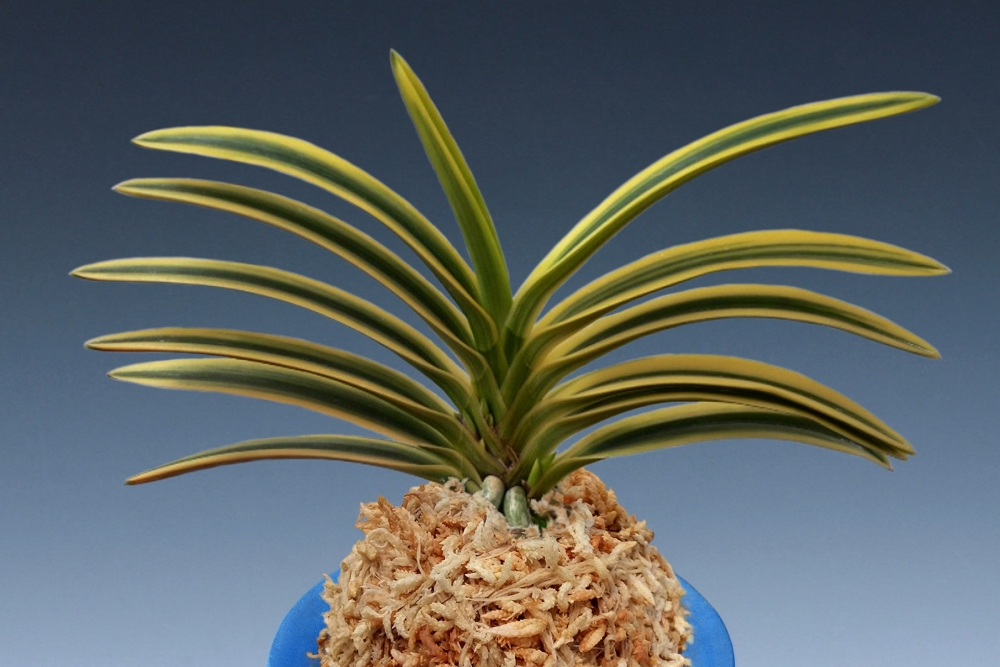 83834962b2171b6fd70f0140b9cf9e95_1767996024_2459.jpg 83834962b2171b6fd70f0140b9cf9e95_1767996024_2459.jpg