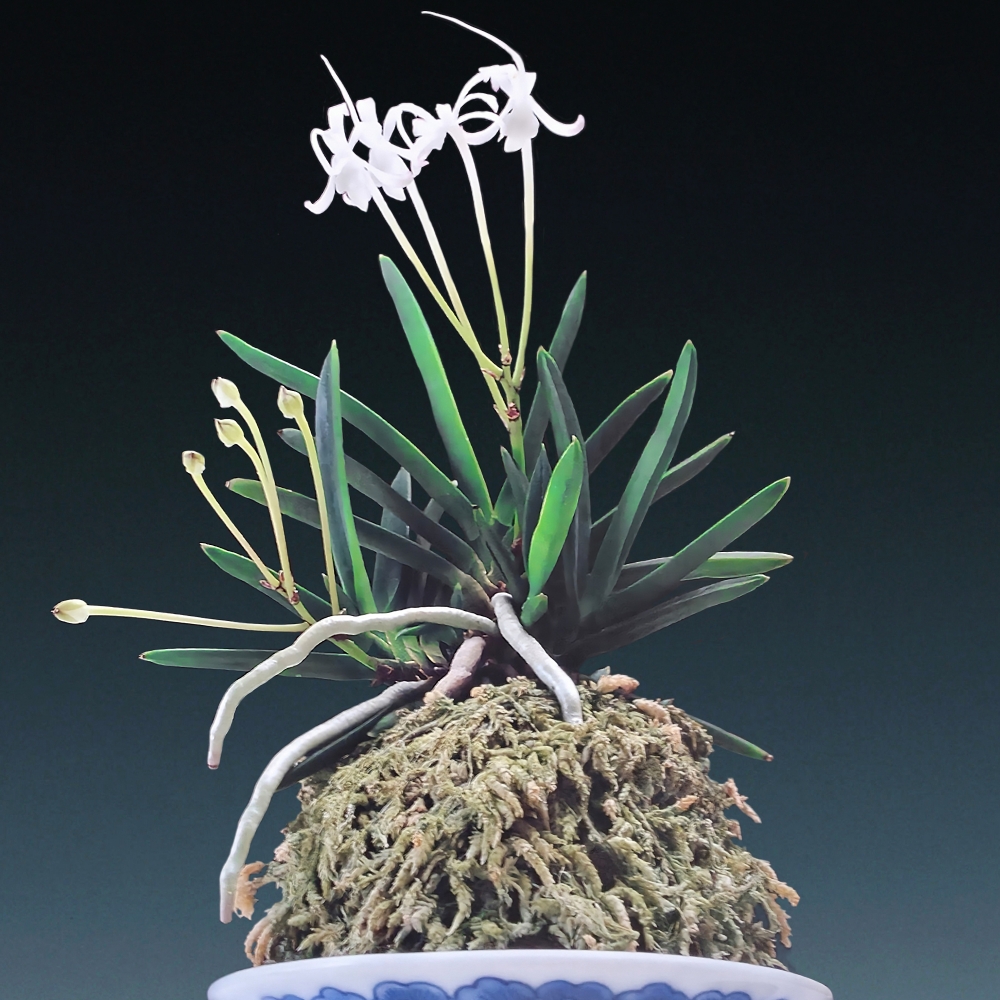 028166b5a84864e3351241aa16d9593a_1771148115_5804.jpg 028166b5a84864e3351241aa16d9593a_1771148115_5804.jpg