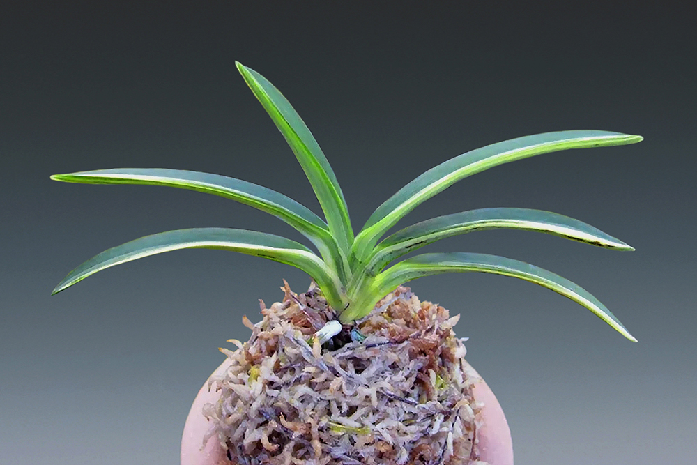 08909203202929393649b0ac17380b56_1771375707_7138.jpg 08909203202929393649b0ac17380b56_1771375707_7138.jpg