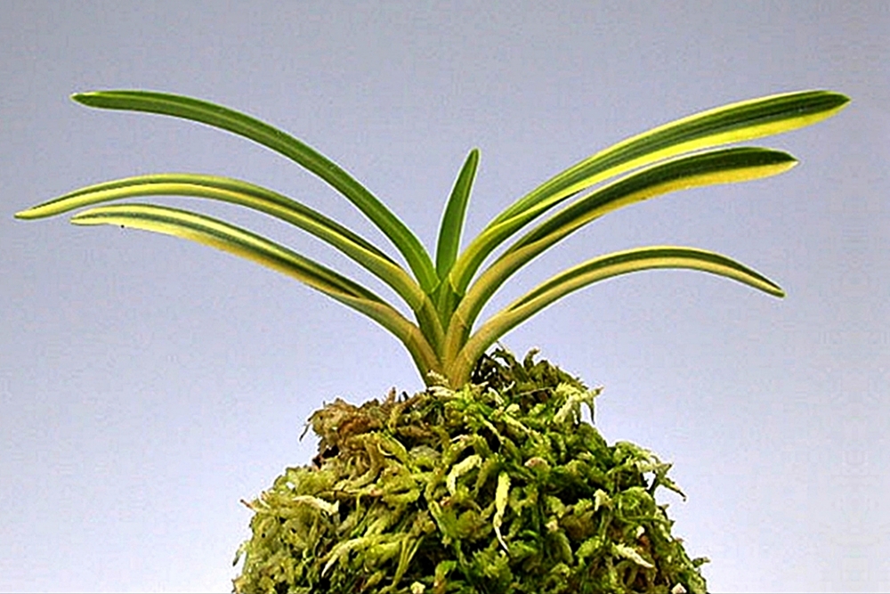 09ca8d0e502e42d91a5df8744b6c647b_1771843081_7871.jpg 09ca8d0e502e42d91a5df8744b6c647b_1771843081_7871.jpg