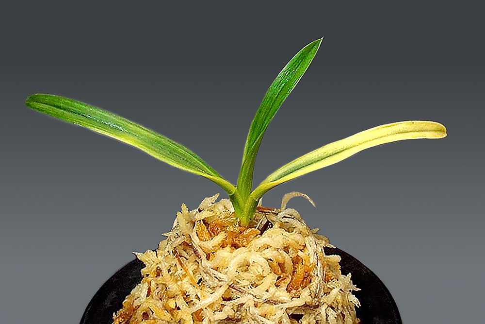 6fd185ed0447a4e12f967dfaeafd25f0_1771534895_5202.jpg 6fd185ed0447a4e12f967dfaeafd25f0_1771534895_5202.jpg