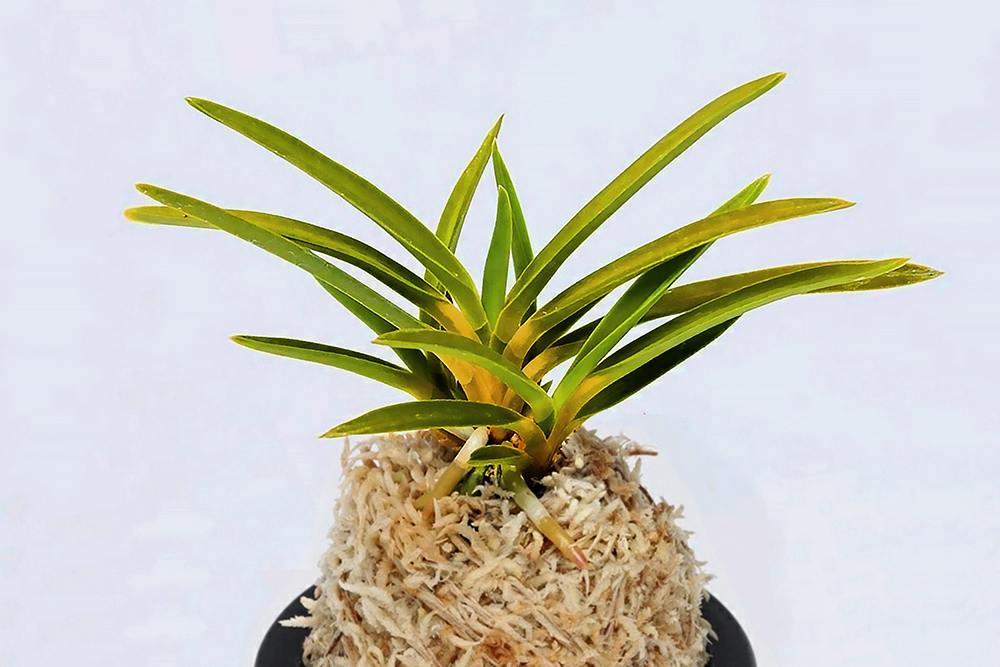 95262a348a93a3f708b33d25c40b6cbd_1770584827_4259.jpg 95262a348a93a3f708b33d25c40b6cbd_1770584827_4259.jpg