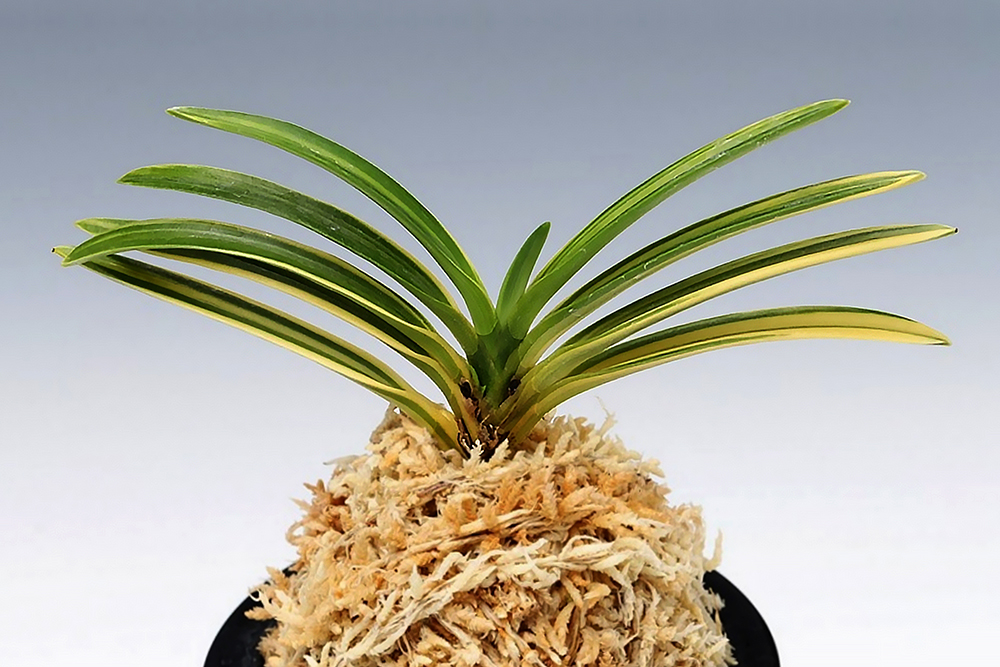 a155cc3511c7a266e67183ccfa43d490_1770972034_612.jpg a155cc3511c7a266e67183ccfa43d490_1770972034_612.jpg