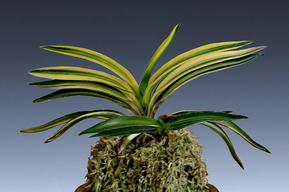 b7c7d6ff4642fa287919538734044512_1770544105_8379.jpg b7c7d6ff4642fa287919538734044512_1770544105_8379.jpg