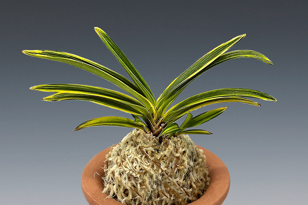 b7c7d6ff4642fa287919538734044512_1770544105_9027.jpg b7c7d6ff4642fa287919538734044512_1770544105_9027.jpg