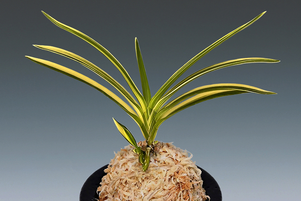 dc67b74abad097dd1c8687c2c245244e_1772271330_6355.jpg dc67b74abad097dd1c8687c2c245244e_1772271330_6355.jpg