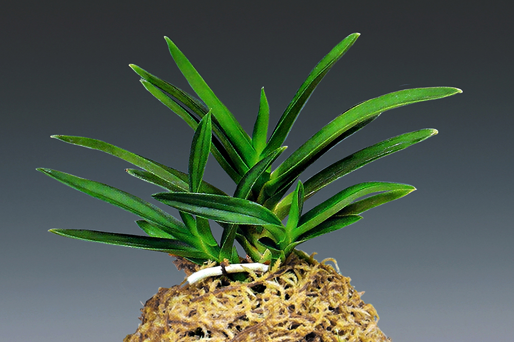 056e1feec1c4b0b1f817c109604c645e_1772396065_0377.jpg 056e1feec1c4b0b1f817c109604c645e_1772396065_0377.jpg