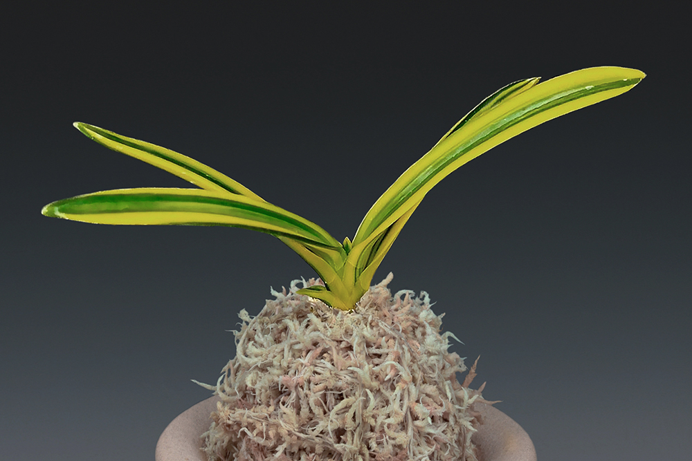 f60aadc154b7abe10d1fb70e71cae860_1774001203_3371.jpg f60aadc154b7abe10d1fb70e71cae860_1774001203_3371.jpg